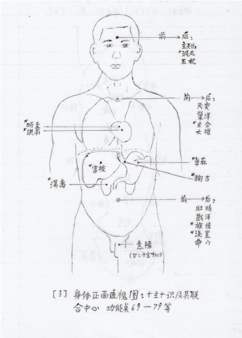 human body3