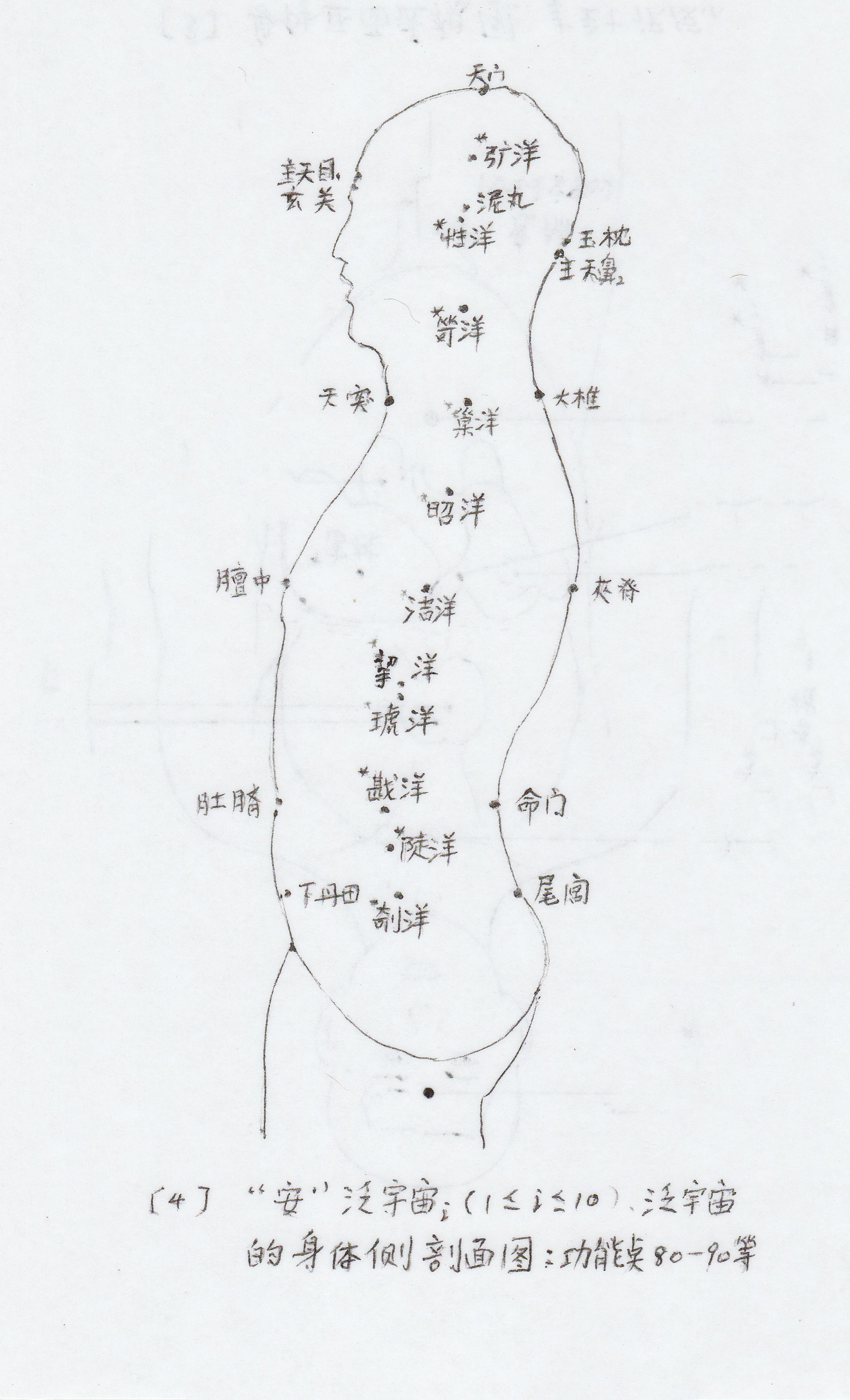 human body4