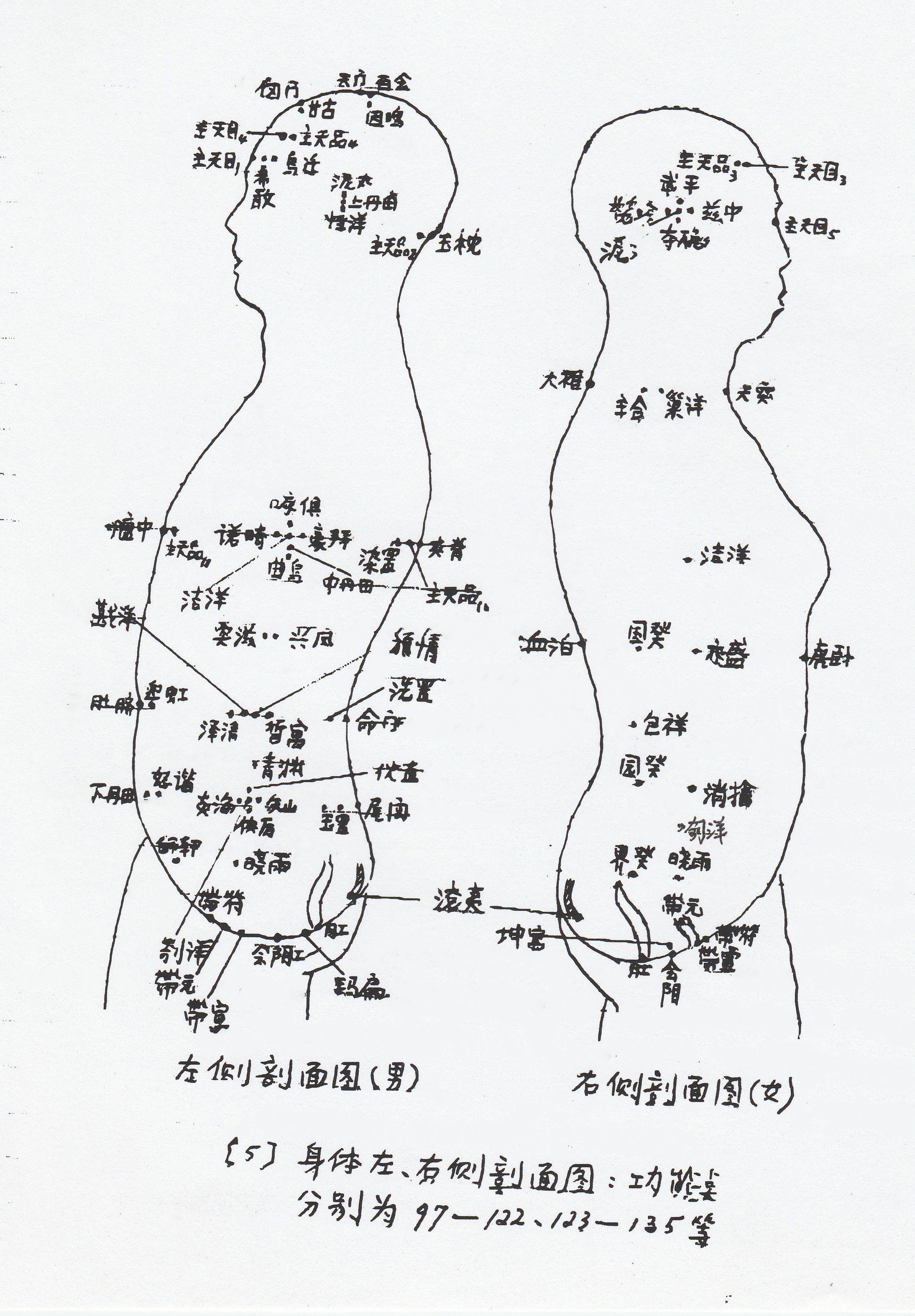 human body5